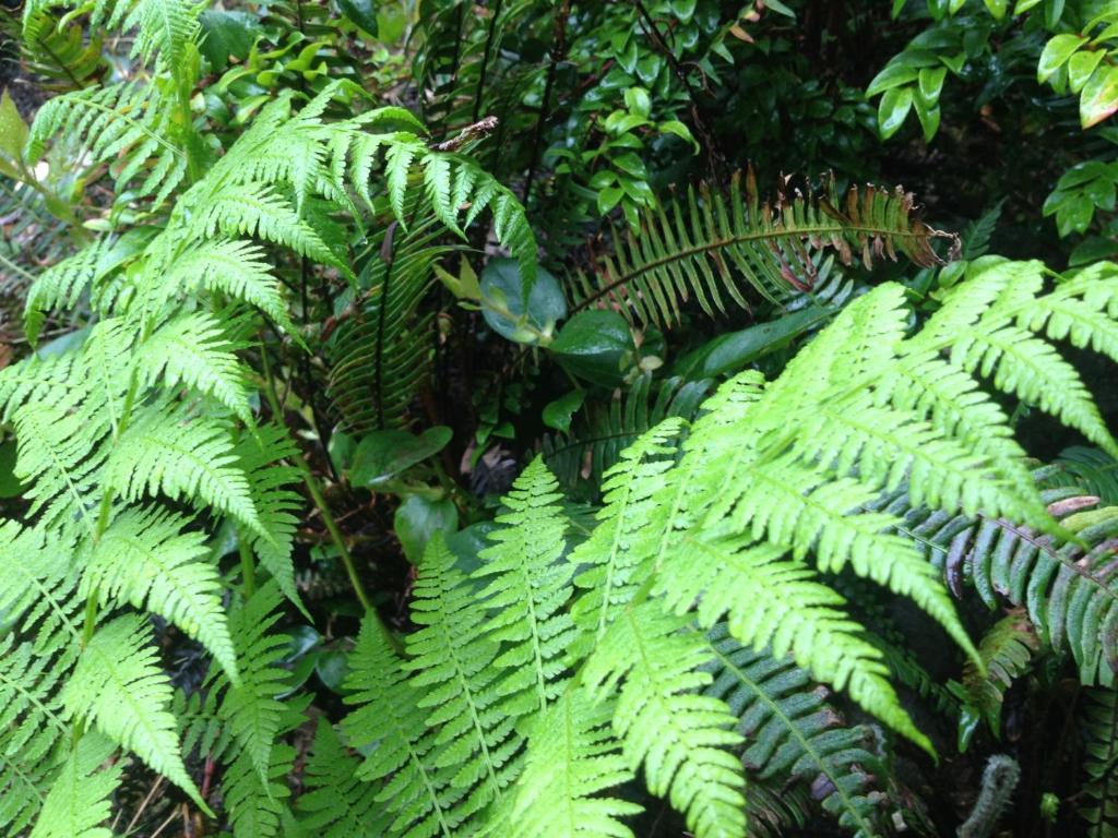 Hyphocus Inn Ucluelet Εξωτερικό φωτογραφία